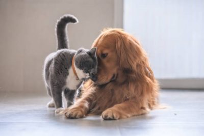 pup